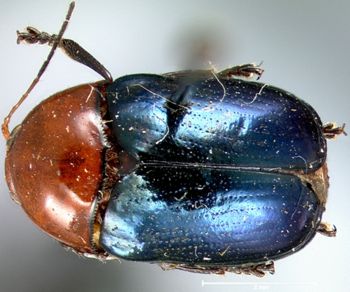 Media type: image; Entomology 9297   Aspect: habitus dorsal view